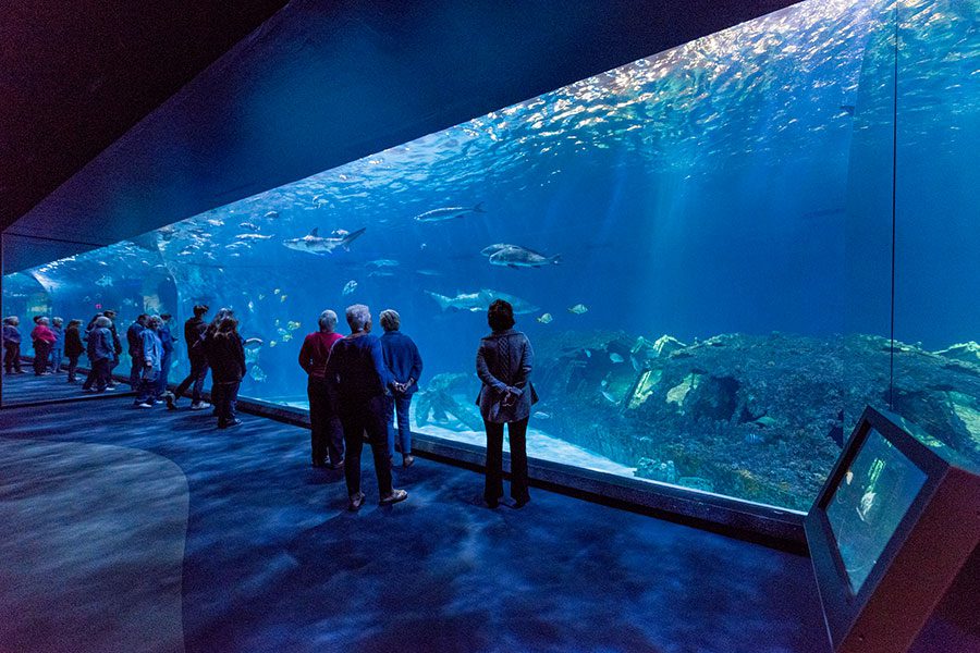 Aquarium View