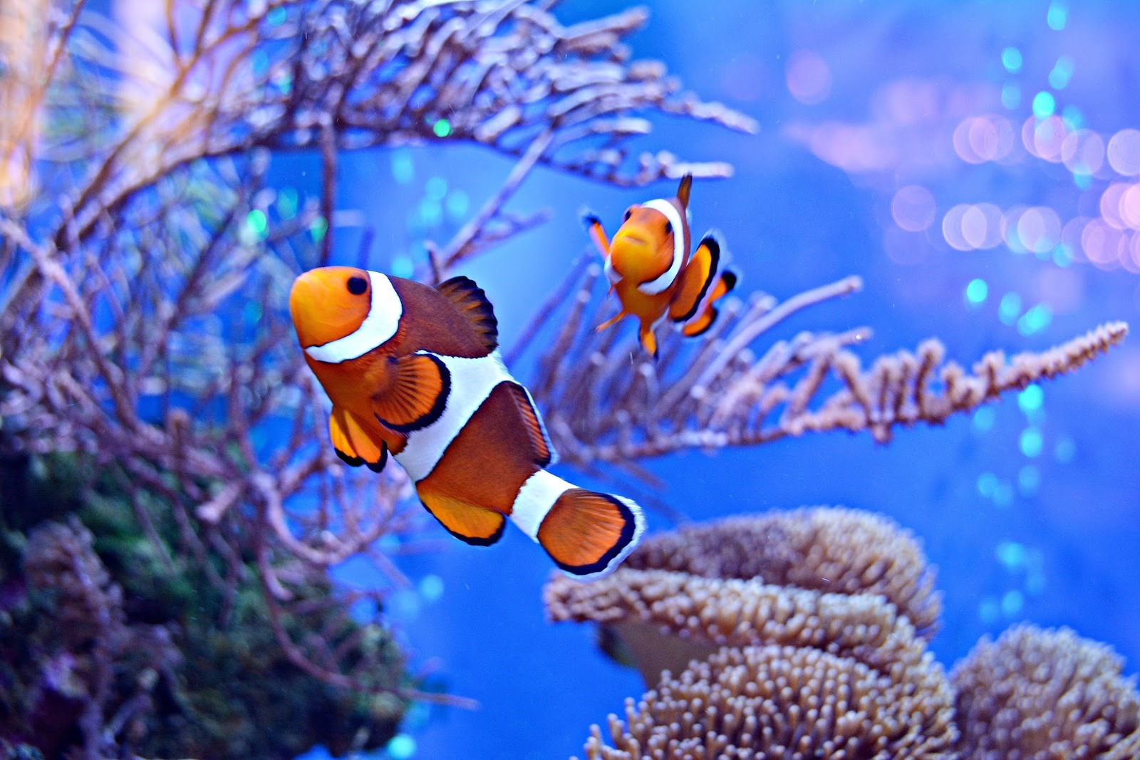 Clownfish Exhibit