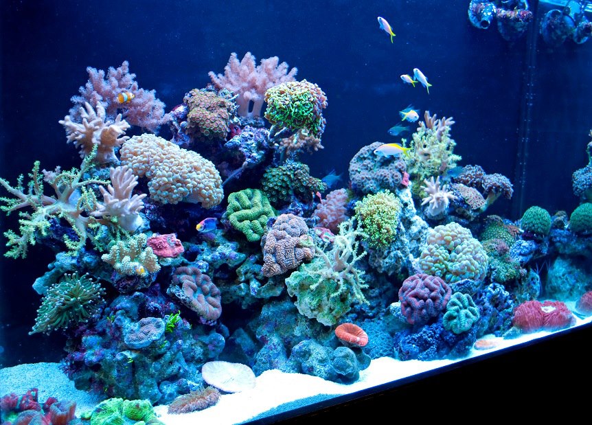 Coral Reef Exhibit